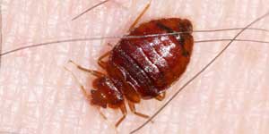 Bed Bugs Control