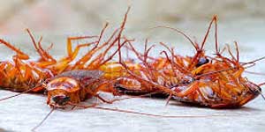 Cockroach Control