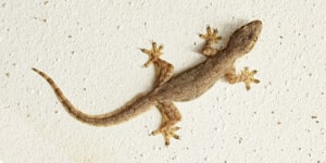 Lizard control treatment